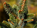 Picea sitchensis Sugar Loaf IMG_1882 Świerk sitkajski